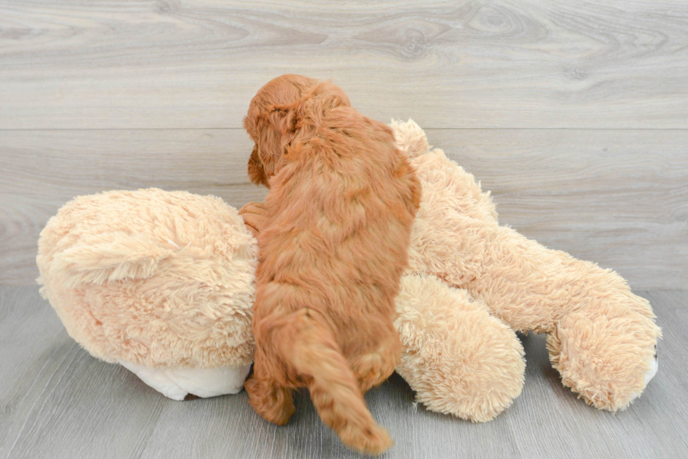 Funny Mini Goldendoodle Poodle Mix Pup