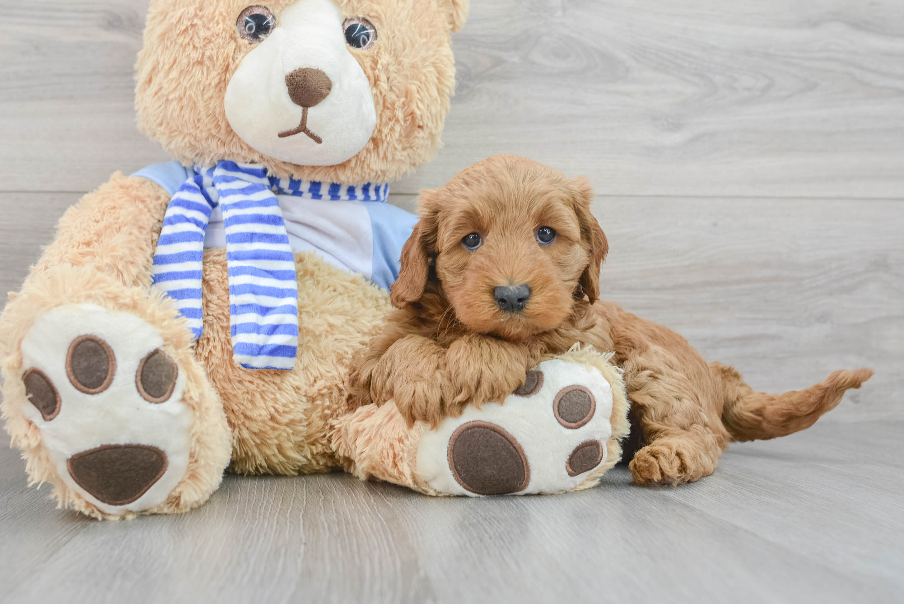 Best Mini Goldendoodle Baby