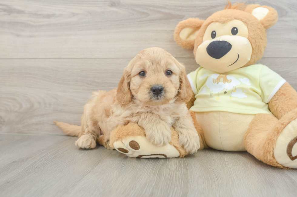 6 week old Mini Goldendoodle Puppy For Sale - Lone Star Pups