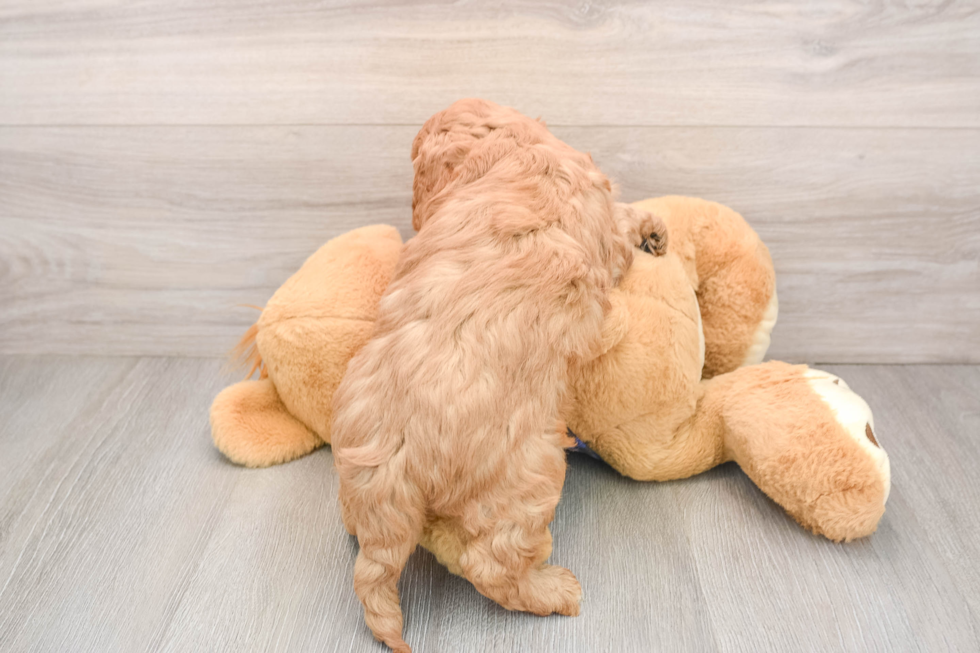 Mini Goldendoodle Puppy for Adoption