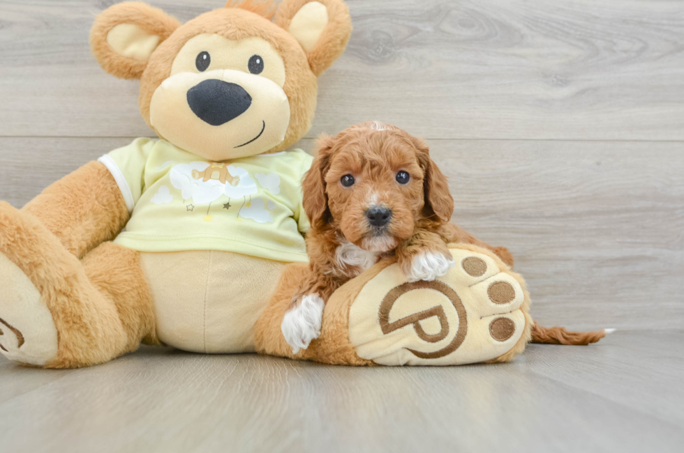 6 week old Mini Goldendoodle Puppy For Sale - Lone Star Pups