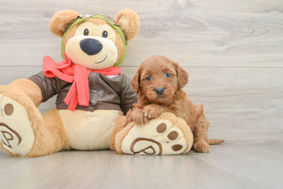 Mini Goldendoodle Pup Being Cute