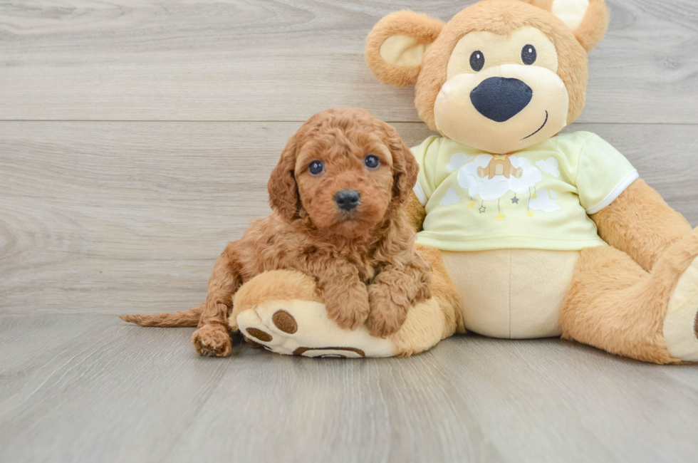 6 week old Mini Goldendoodle Puppy For Sale - Lone Star Pups