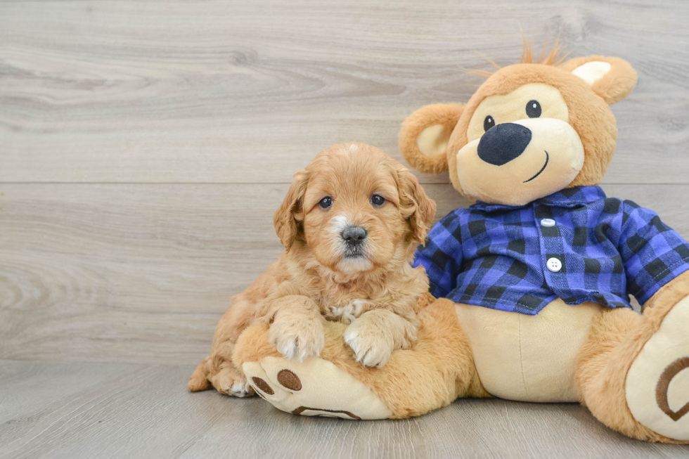 Happy Mini Goldendoodle Baby