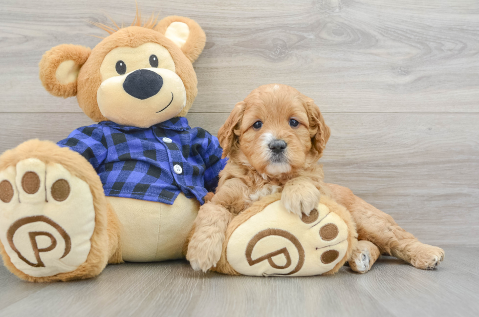 6 week old Mini Goldendoodle Puppy For Sale - Lone Star Pups