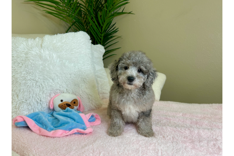 Cute Mini Goldendoodle Poodle Mix Pup