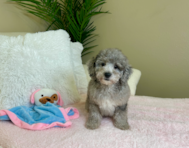 9 week old Mini Goldendoodle Puppy For Sale - Lone Star Pups