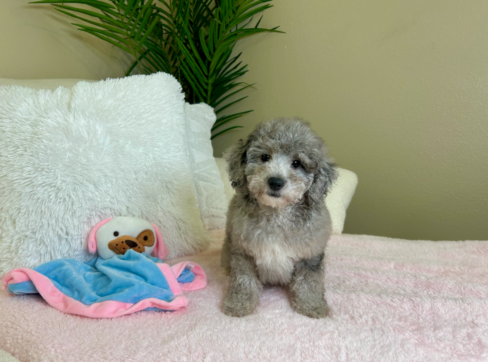 Cute Mini Goldendoodle Poodle Mix Pup