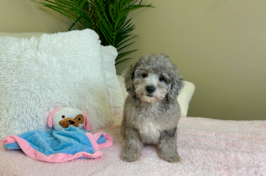 Cute Mini Goldendoodle Poodle Mix Pup