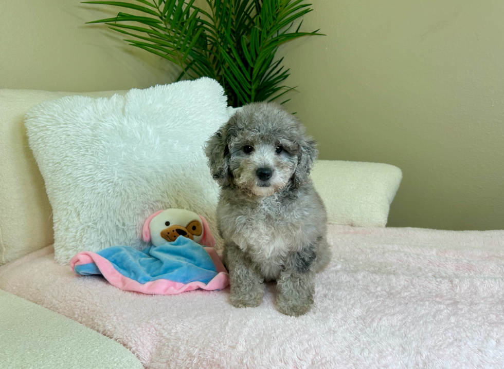 Cute Golden Retriever Poodle Mix Poodle Mix Puppy