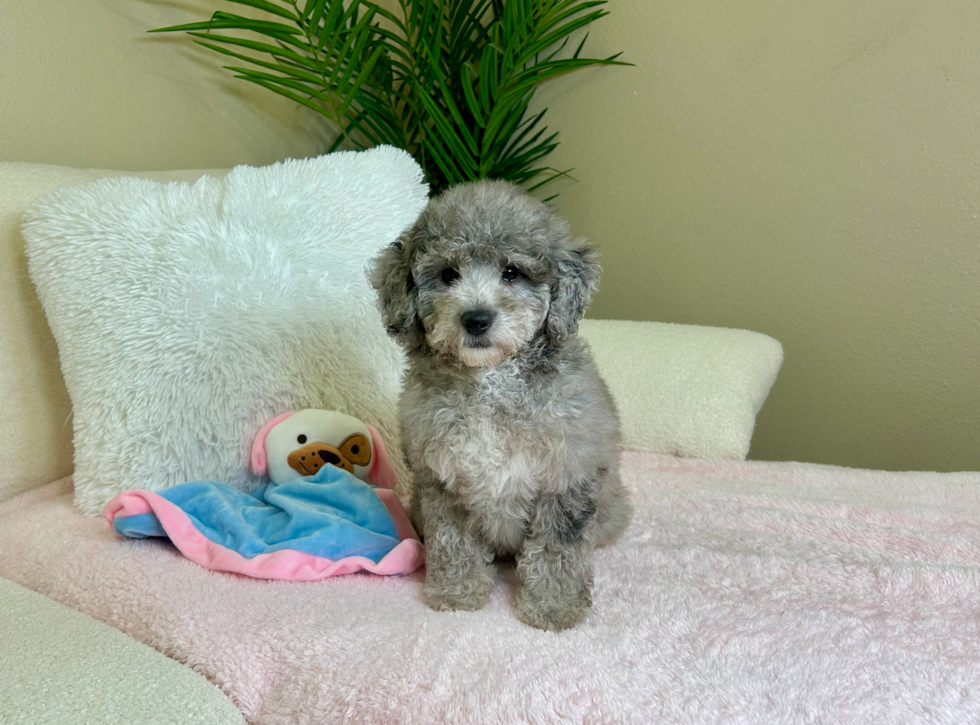 Cute Mini Goldendoodle Baby