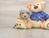 7 week old Mini Goldendoodle Puppy For Sale - Lone Star Pups