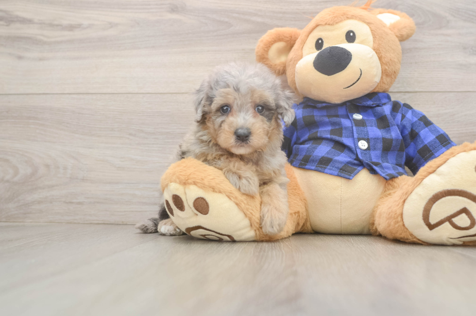 5 week old Mini Goldendoodle Puppy For Sale - Lone Star Pups