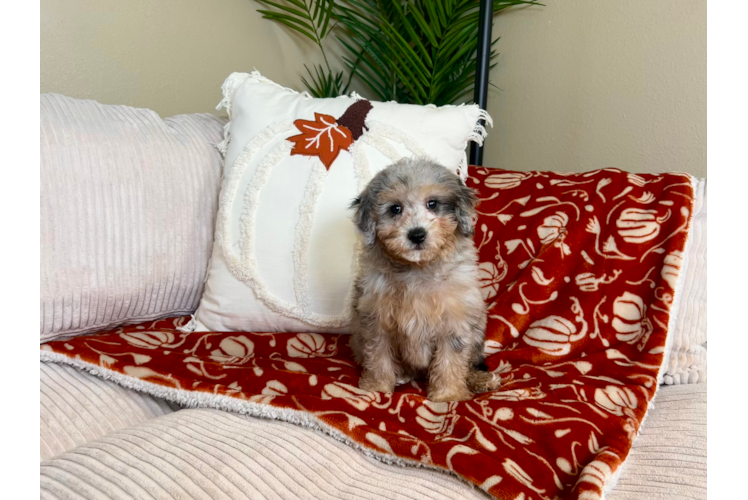 Cute Mini Goldendoodle Baby