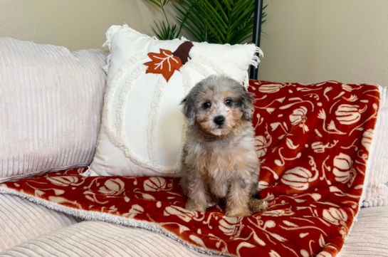 8 week old Mini Goldendoodle Puppy For Sale - Lone Star Pups Cute Mini Goldendoodle Baby