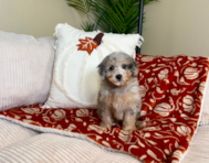 8 week old Mini Goldendoodle Puppy For Sale - Lone Star Pups 8 week old Mini Goldendoodle Puppy For Sale - Lone Star Pups