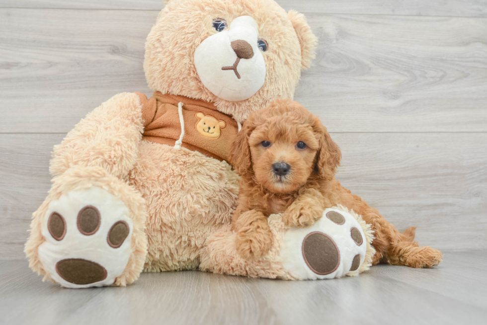 Fluffy Mini Goldendoodle Poodle Mix Pup