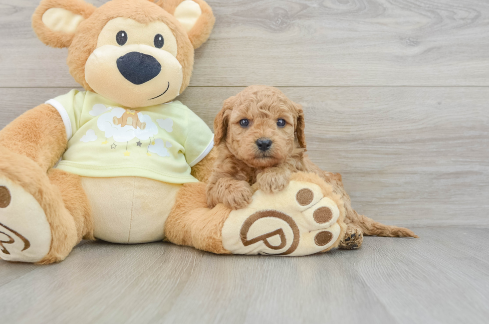 6 week old Mini Goldendoodle Puppy For Sale - Lone Star Pups