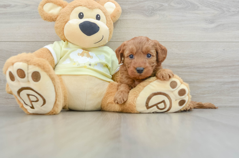 6 week old Mini Goldendoodle Puppy For Sale - Lone Star Pups