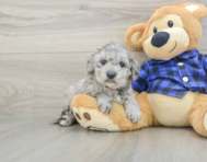 8 week old Mini Goldendoodle Puppy For Sale - Lone Star Pups