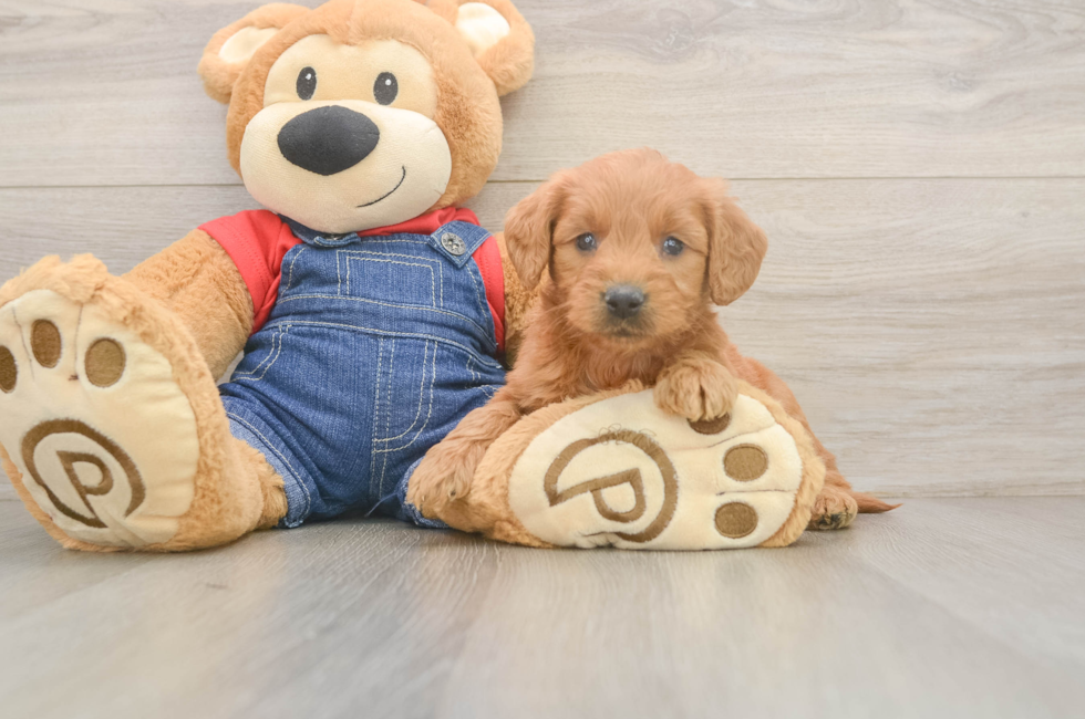 5 week old Mini Goldendoodle Puppy For Sale - Lone Star Pups