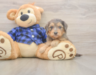 7 week old Mini Goldendoodle Puppy For Sale - Lone Star Pups