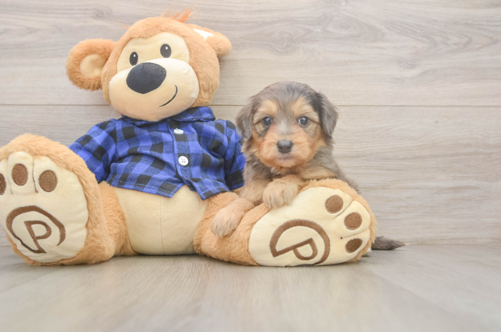 5 week old Mini Goldendoodle Puppy For Sale - Lone Star Pups