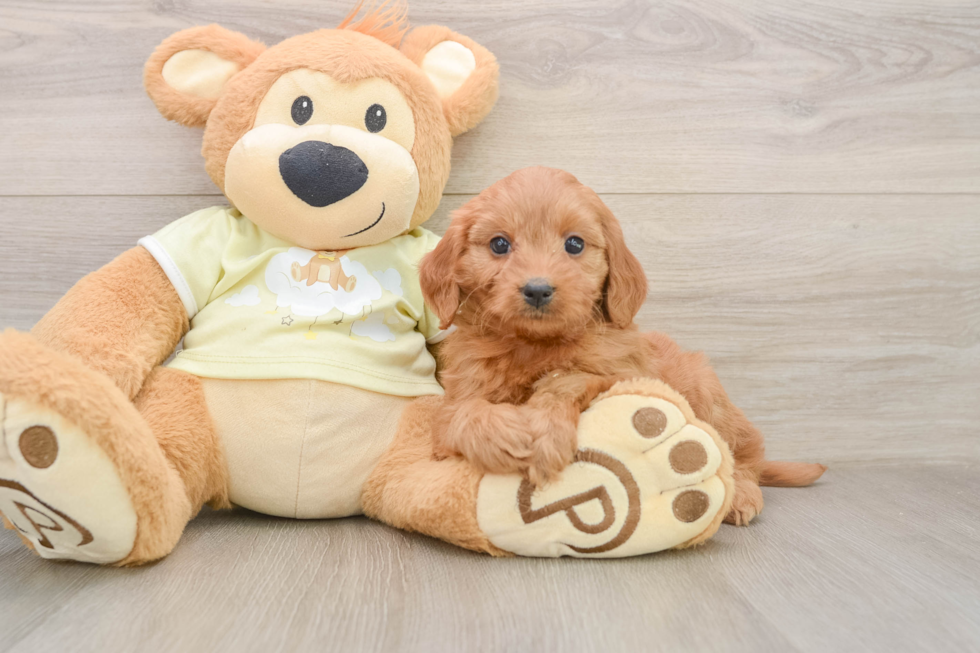 Mini Goldendoodle Puppy for Adoption