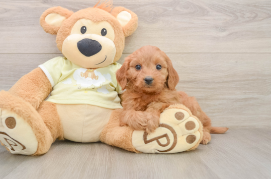 Mini Goldendoodle Puppy for Adoption