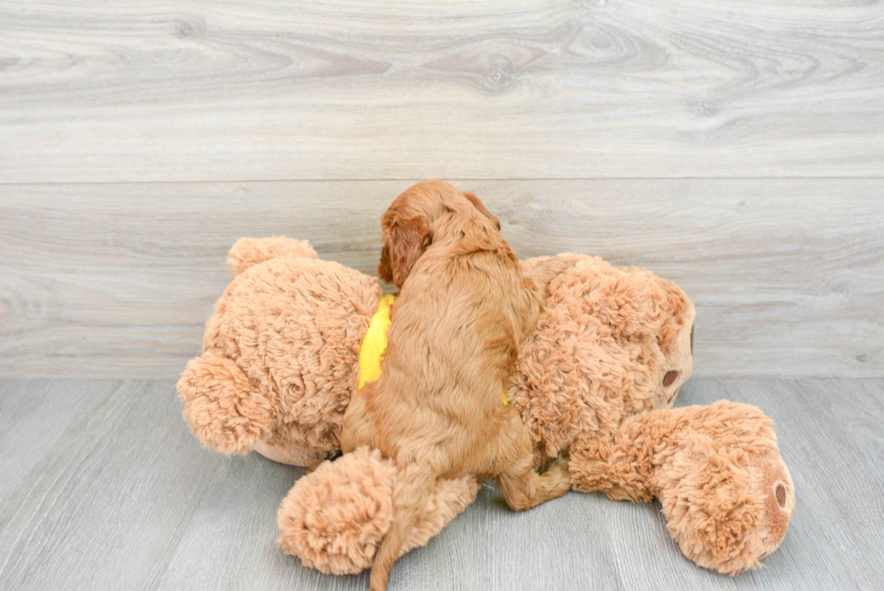 Mini Goldendoodle Puppy for Adoption