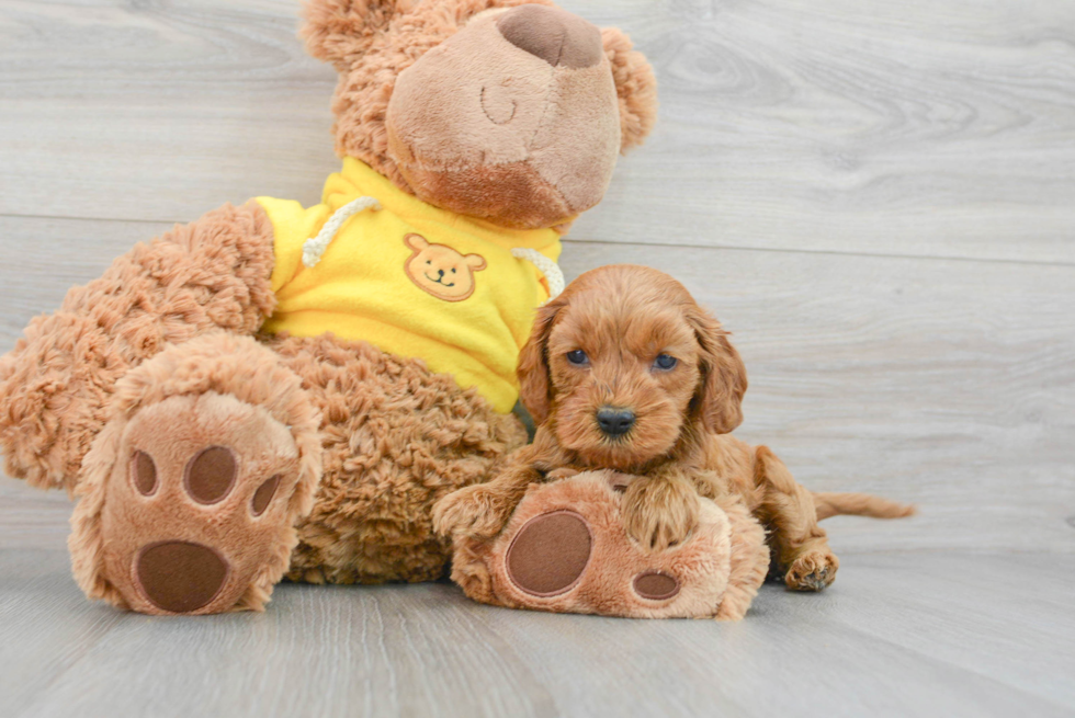 Mini Goldendoodle Pup Being Cute