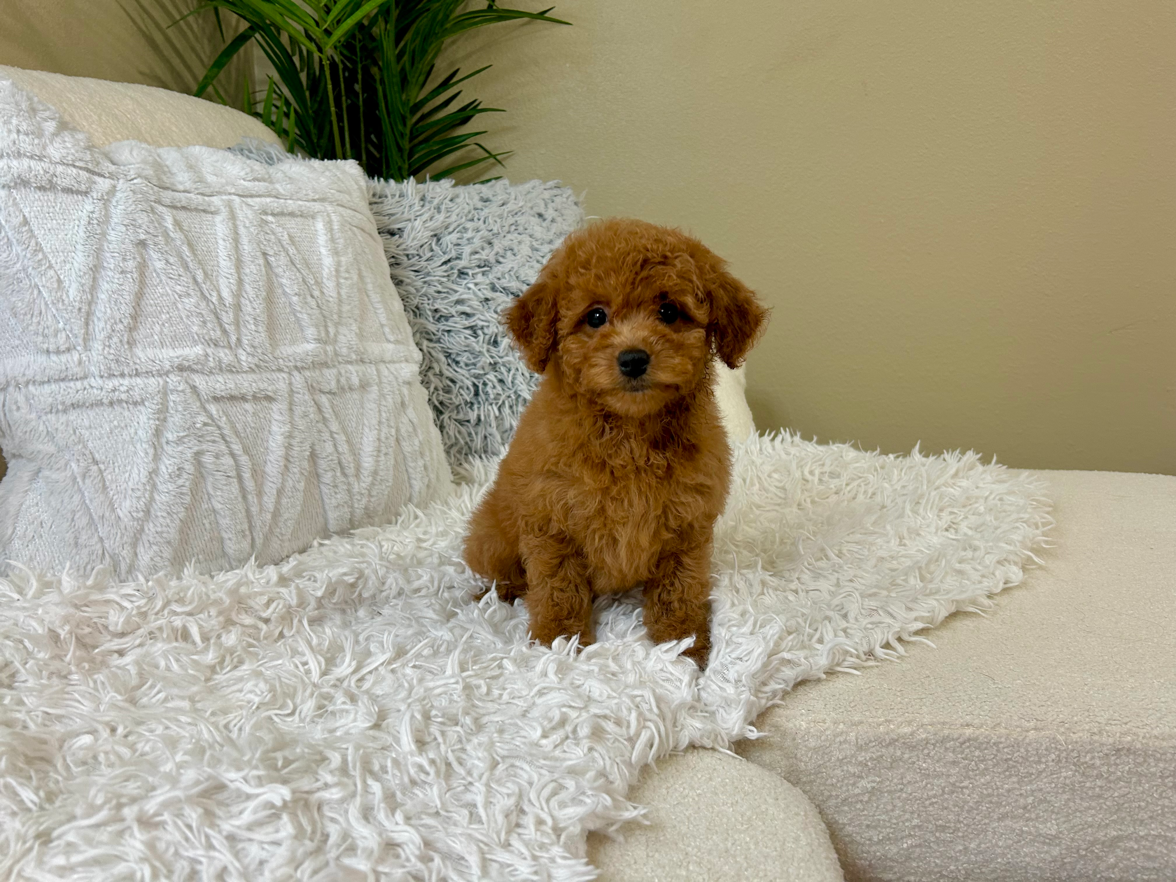 Best Mini Goldendoodle Baby