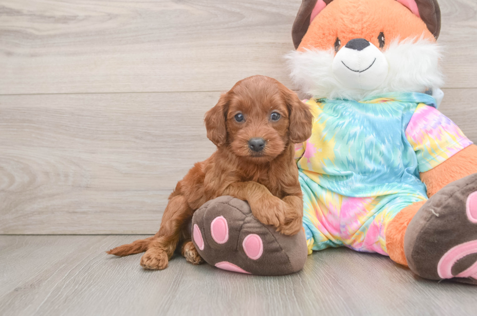 7 week old Mini Goldendoodle Puppy For Sale - Lone Star Pups