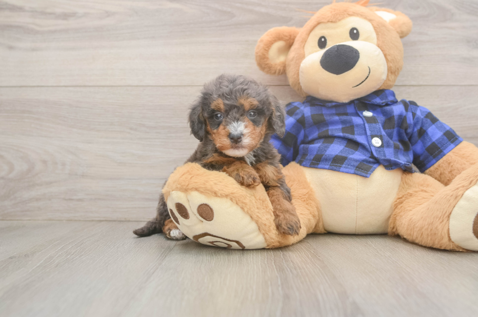 5 week old Mini Goldendoodle Puppy For Sale - Lone Star Pups