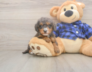 7 week old Mini Goldendoodle Puppy For Sale - Lone Star Pups 7 week old Mini Goldendoodle Puppy For Sale - Lone Star Pups
