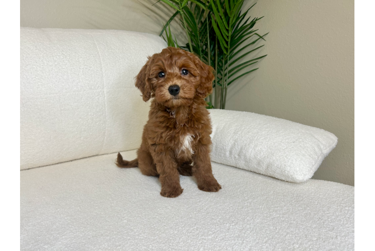Mini Goldendoodle Puppy for Adoption