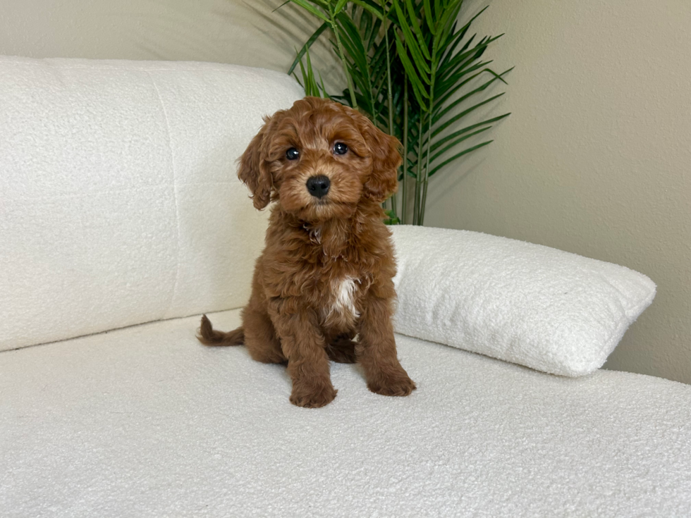 Mini Goldendoodle Puppy for Adoption