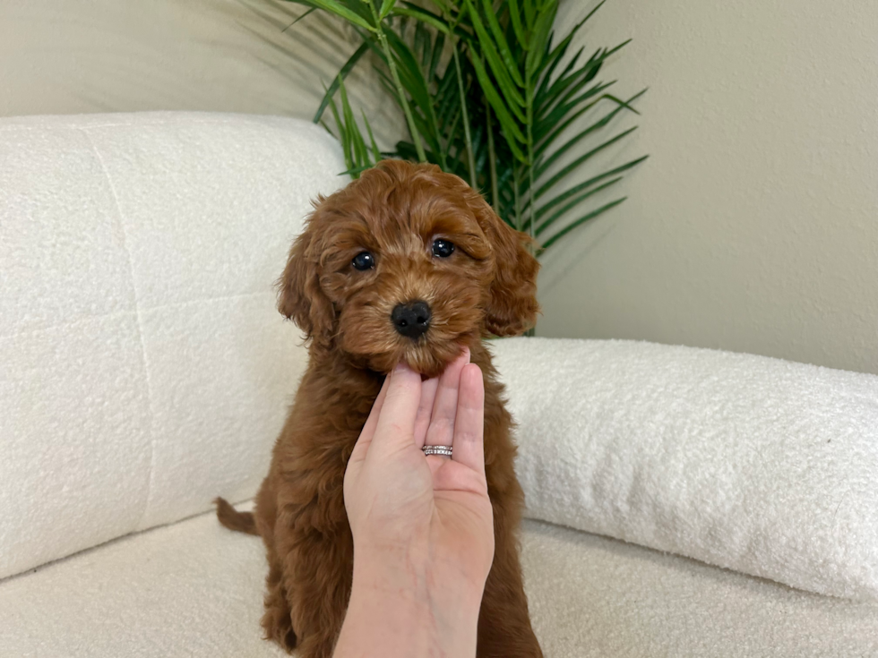 Cute Golden Retriever Poodle Mix Puppy