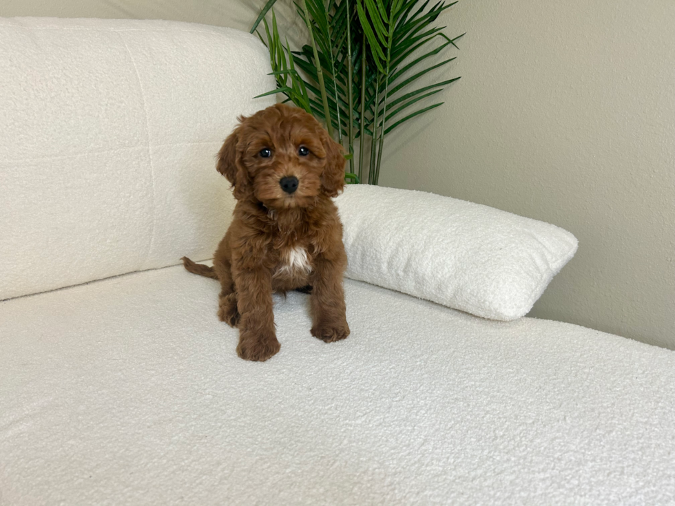 Cute Mini Goldendoodle Poodle Mix Pup
