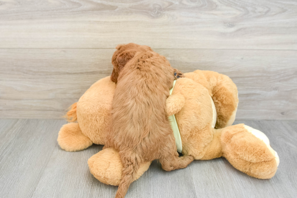 Funny Mini Goldendoodle Poodle Mix Pup