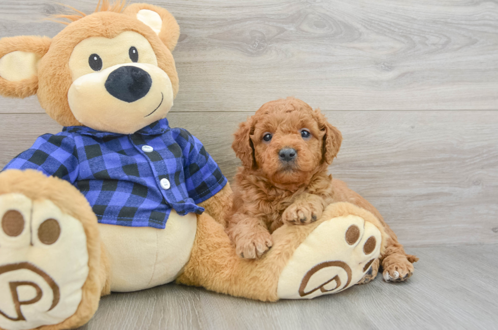 6 week old Mini Goldendoodle Puppy For Sale - Lone Star Pups