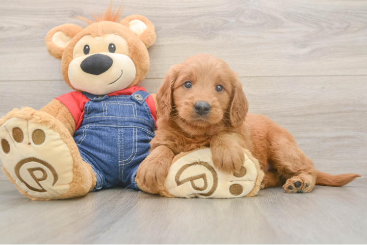 Adorable Golden Retriever Poodle Mix Poodle Mix Puppy