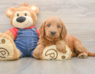 5 week old Mini Goldendoodle Puppy For Sale - Lone Star Pups