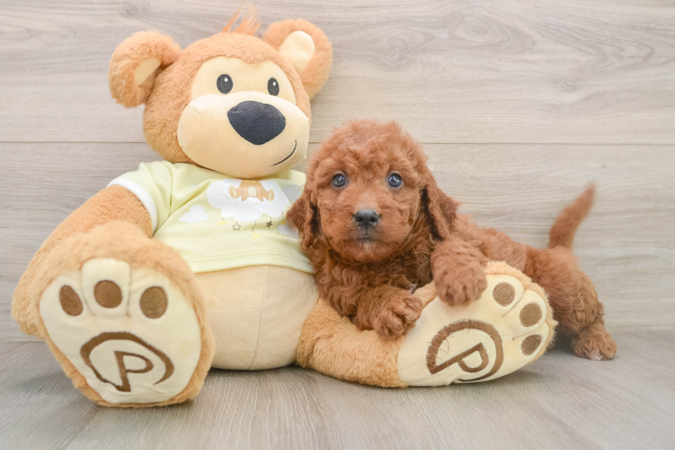 Happy Mini Goldendoodle Baby