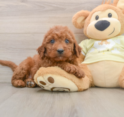 8 week old Mini Goldendoodle Puppy For Sale - Lone Star Pups