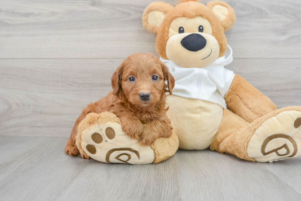 Smart Mini Goldendoodle Poodle Mix Pup