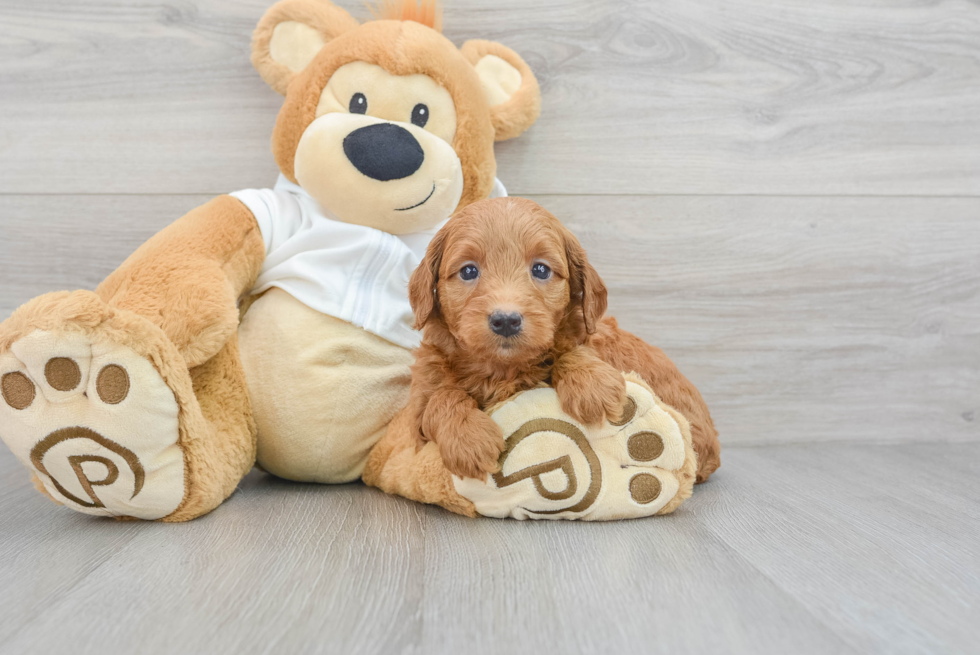 Mini Goldendoodle Pup Being Cute