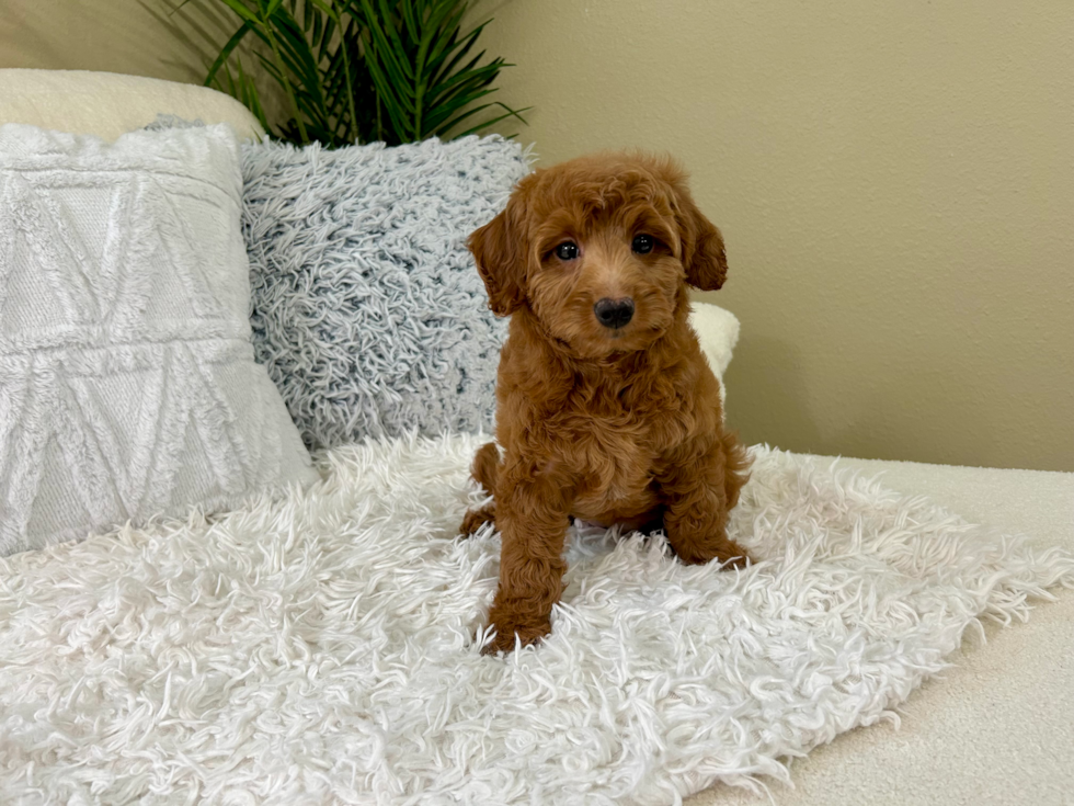 Mini Goldendoodle Puppy for Adoption