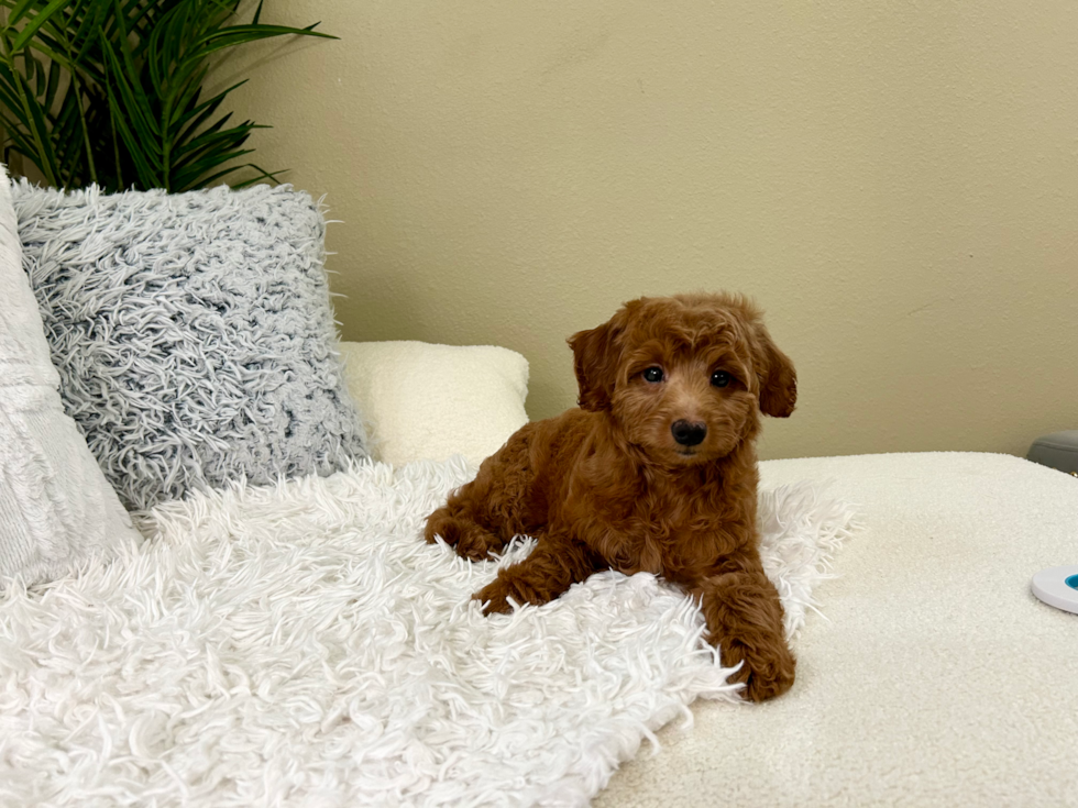 Best Mini Goldendoodle Baby