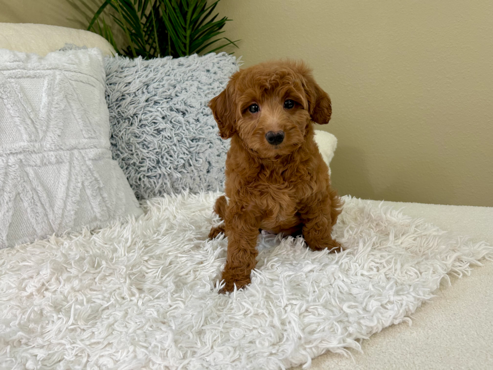 Cute Golden Retriever Poodle Mix Puppy